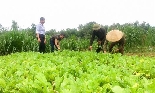 Vĩnh Linh nỗ lực đưa nông sản sạch ra thị trường